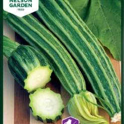 Zucchini Latino F1 | Zucchinisamen Von Nelson Garden