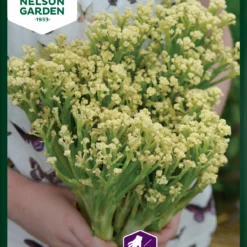 Baum Freude Verkäufe -Baum Freude Verkäufe 552232 Blumenkohl 90472 ng 0