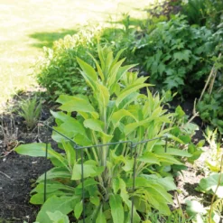 Pflanzenstütze (30 X 76 Cm) | Blumenpflege Von Sogo