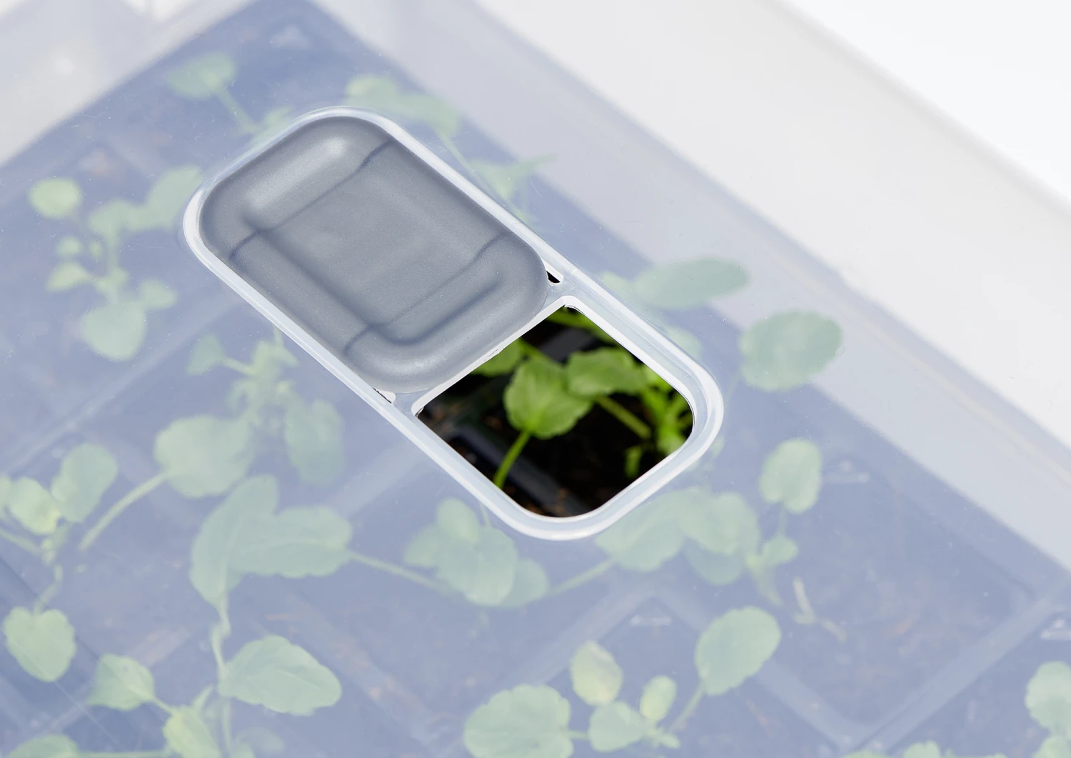 Anzucht-Gewächshaus Easy Water Haube | Anzuchthauben Von Clever Pots 7 Anzucht-Gewächshaus Easy Water Haube | Anzuchthauben Von Clever Pots – Bild 7