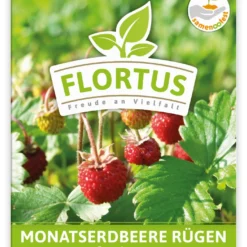 Baum Freude Verkäufe -Baum Freude Verkäufe 555104 Monatserdbeere Ruegen 100 Tuetchen 2000 0771 100x 1