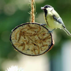 Kokosnüsse Variationen (10 Stück) | Vogelfutter Von Dobar -Baum Freude Verkäufe 555836 Kokosnuesse Variationen 10 Stueck 24090e dr 1
