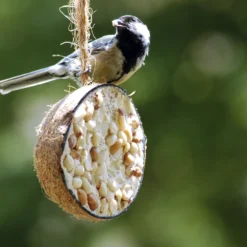 Kokosnüsse Variationen (10 Stück) | Vogelfutter Von Dobar -Baum Freude Verkäufe 555836 Kokosnuesse Variationen 10 Stueck 24090e dr 2