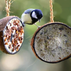 Kokosnüsse Variationen (10 Stück) | Vogelfutter Von Dobar -Baum Freude Verkäufe 555836 Kokosnuesse Variationen 10 Stueck 24090e dr 4
