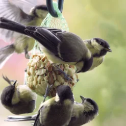 Futterglocke Erdnuss &amp; Protein | Vogelfutter Von Dobar -Baum Freude Verkäufe 555837 Futterglocke Erdnuss und Protein 24100e dr 4