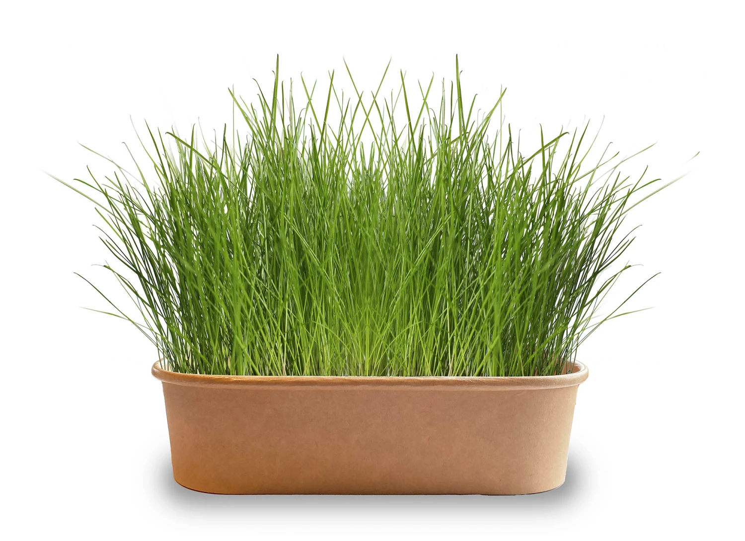 Pet-Buffet Katzengras Thin & Fine (3 Tütchen) | Katzen Von Baza 1 Pet-Buffet Katzengras Thin & Fine (3 Tütchen) | Katzen Von Baza