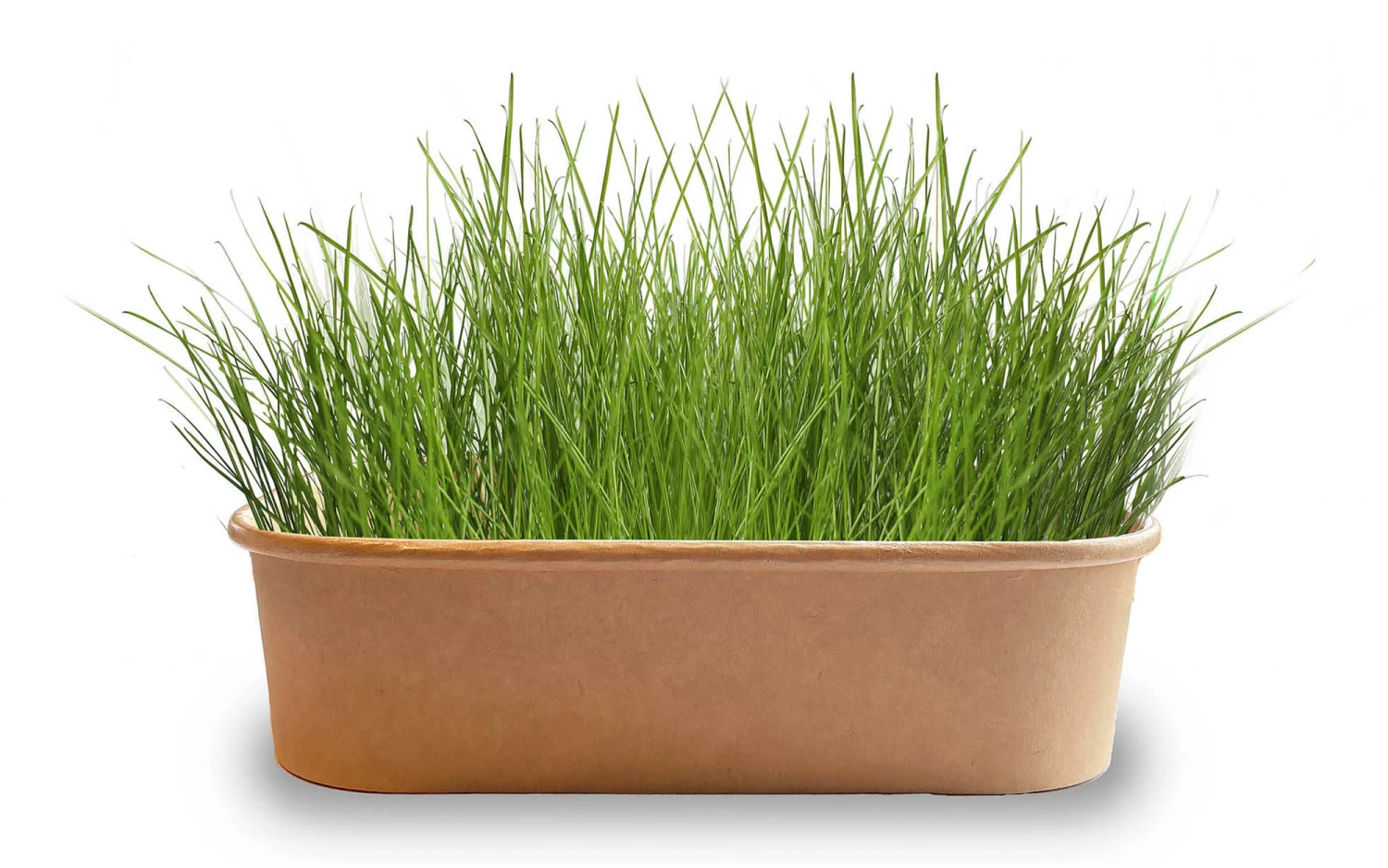 Pet-Buffet Zimmervögel Avis (3 Tütchen) | Vogelzubehör & Vogelbedarf Von Baza 1 Pet-Buffet Zimmervögel Avis (3 Tütchen) | Vogelzubehör & Vogelbedarf Von Baza