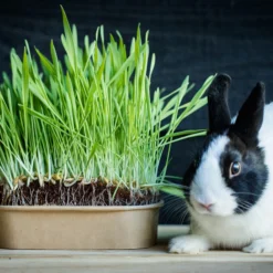 Pet-Buffet Kaninchen Gourmet (3 Tütchen) | Kaninchen Von Baza -Baum Freude Verkäufe 556717 Pet Buffet Kaninchen gourmet 3 Tuetchen 18050540 bz 3