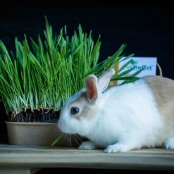 Pet-Buffet Kaninchen Gourmet (3 Tütchen) | Kaninchen Von Baza -Baum Freude Verkäufe 556717 Pet Buffet Kaninchen gourmet 3 Tuetchen 18050540 bz 5