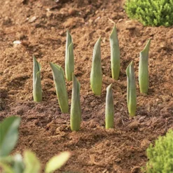 Blumenzwiebel Korb | Gartenzubehör Von Garland -Baum Freude Verkäufe 558874 23 cm Blumenzwiebel Korb Klein 3 Stueck W0470 gl 2