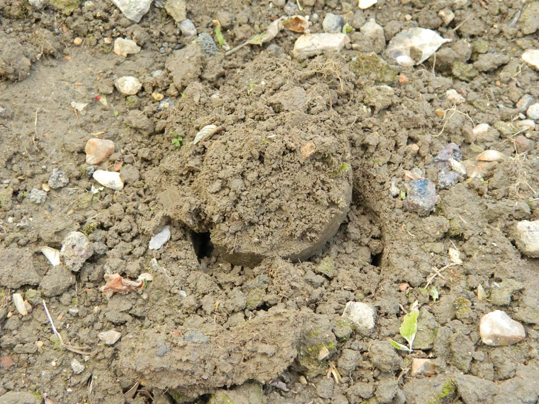 88 X 30,5 X 7,5 Cm Langstieliger Blumenzwiebel Pflanzer | Gartenzubehör Von Garland 7 88 X 30,5 X 7,5 Cm Langstieliger Blumenzwiebel Pflanzer | Gartenzubehör Von Garland – Bild 7