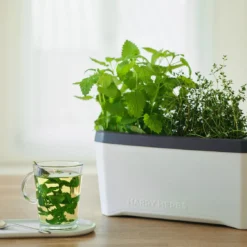 HARRY HERBS Kräutertopf Weiß | Kräutertöpfe Von Gusta Garden 14 HARRY HERBS Kräutertopf Weiß | Kräutertöpfe Von Gusta Garden -Baum Freude Verkäufe 560336 HARRY HERBS weiss 102B10 gg 6