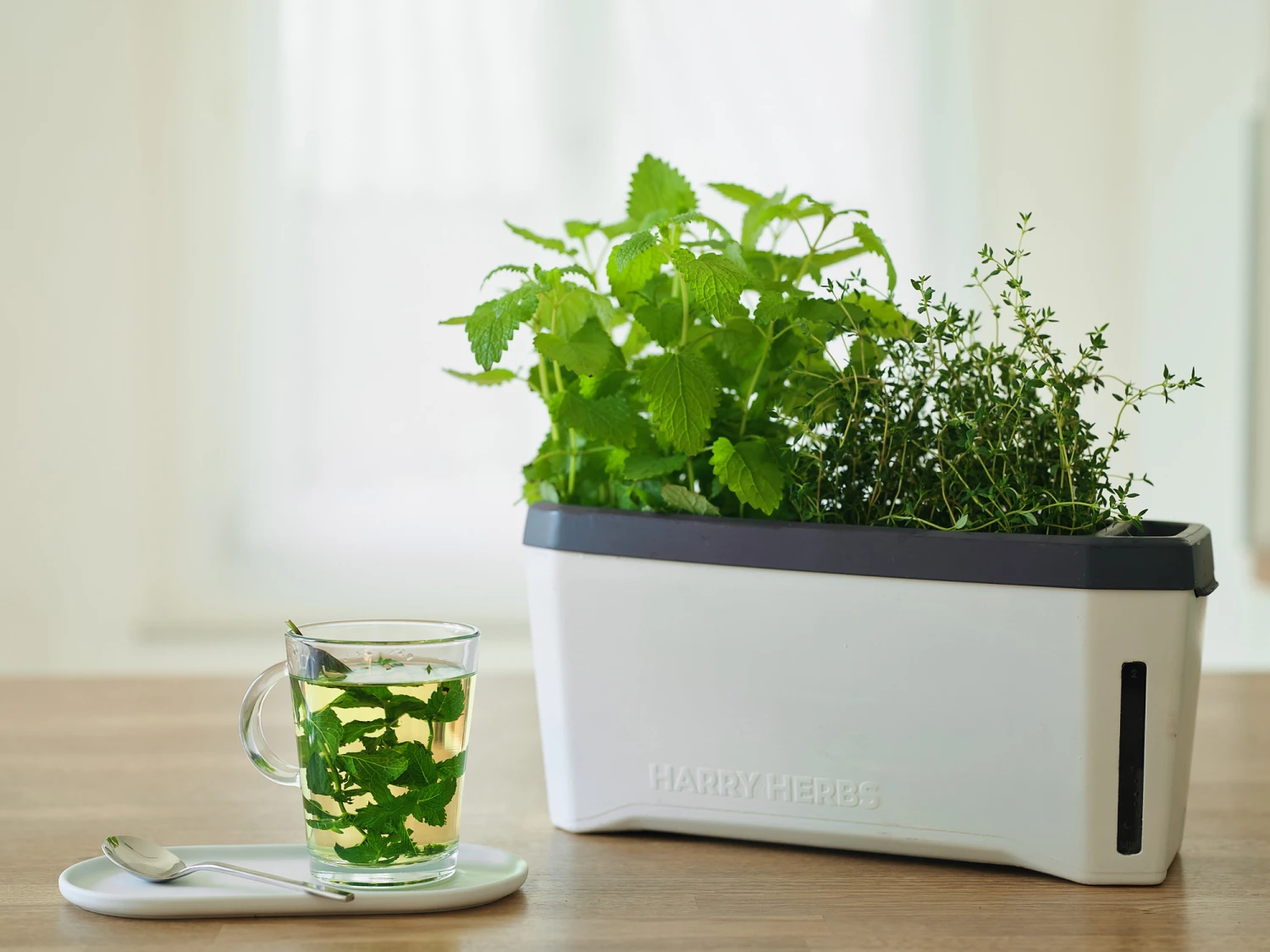 HARRY HERBS Kräutertopf Weiß | Kräutertöpfe Von Gusta Garden 6 HARRY HERBS Kräutertopf Weiß | Kräutertöpfe Von Gusta Garden – Bild 6
