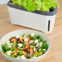 HARRY HERBS Weiß Ohne Haube | Kräutertöpfe Von Gusta Garden -Baum Freude Verkäufe 560337 HARRY HERBS weiss ohne Haube 102B20 gg 4