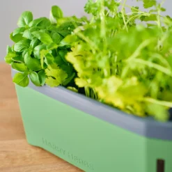 HARRY HERBS Kräutertopf Dunkelgrün | Kräutertöpfe Von Gusta Garden -Baum Freude Verkäufe 560338 HARRY HERBS dunkelgruen 103B10 gg 3