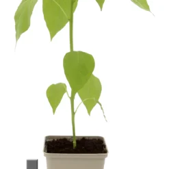 Charly Chili Chilitopf Inkl. Chilipflanze | Pflanzsets Von Gusta Garden X Chilivielfalt