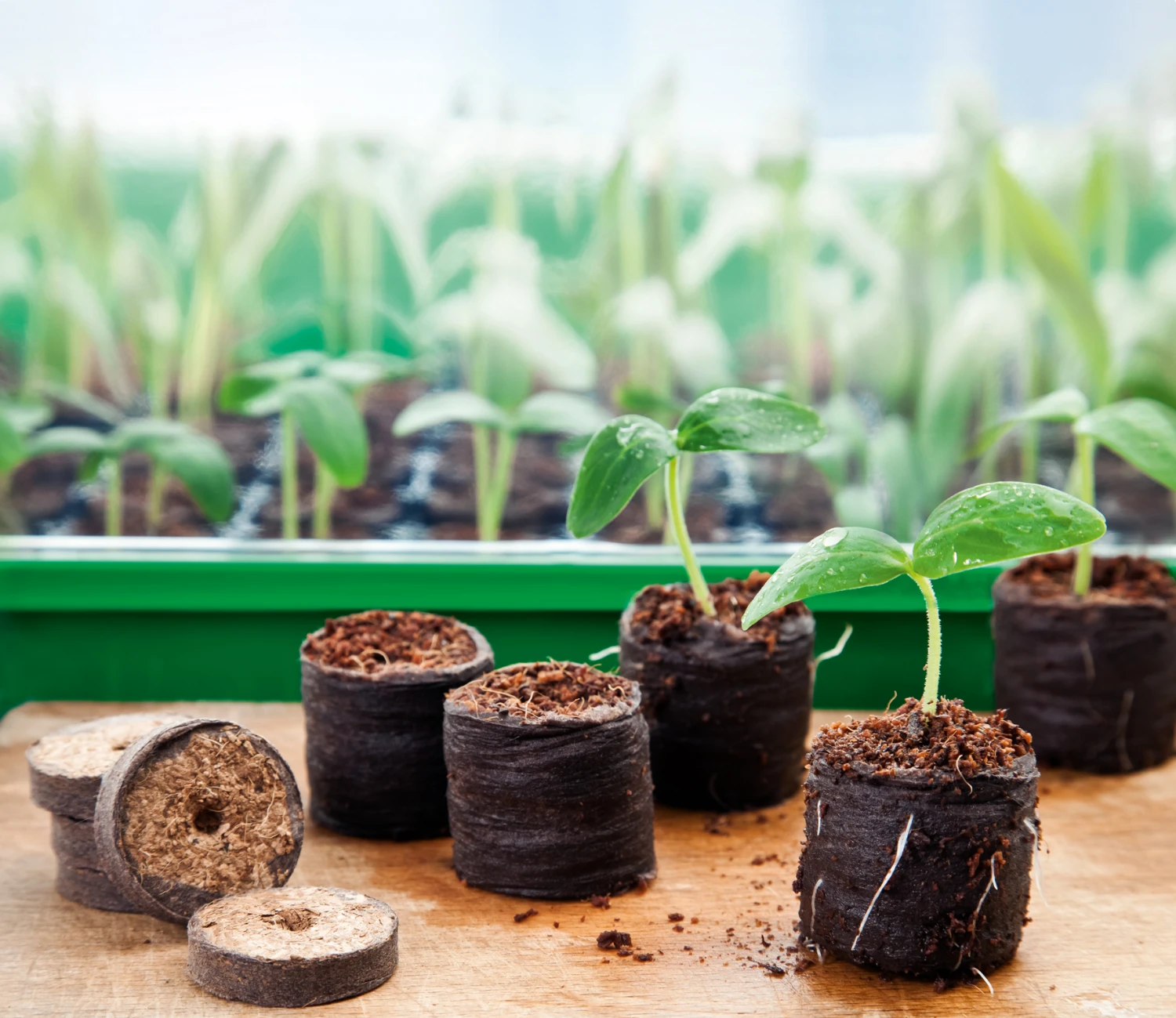 36 Mm Kokos-Quelltabletten Sparkarton 1.500 Stück (unbedruckt) | Kokos-Quelltabletten Von Romberg 2 36 Mm Kokos-Quelltabletten Sparkarton 1.500 Stück (unbedruckt) | Kokos-Quelltabletten Von Romberg – Bild 2