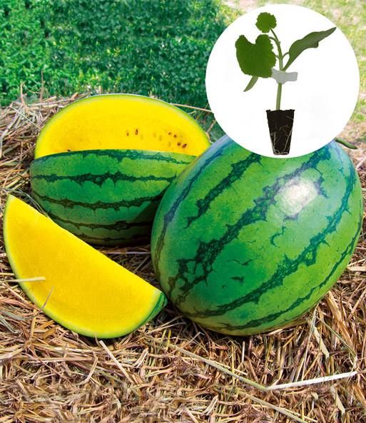 Baum Freude Verkäufe -Baum Freude Verkäufe 4