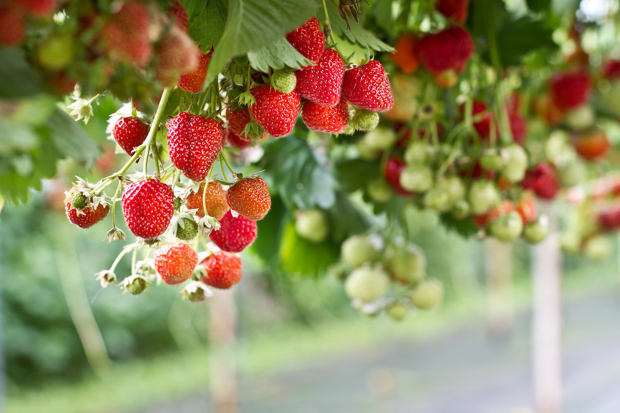 Baum Freude Verkäufe -Baum Freude Verkäufe Strawberry in the farm